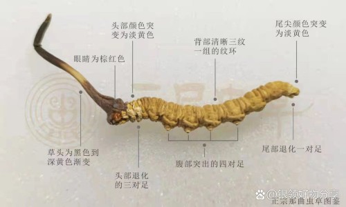 小牛血清去蛋白肠溶胶囊适合餐前吃还是餐后吃-小牛血清去蛋白肠溶胶囊价网 - 小牛血清蛋白的副作用,小牛血清去蛋白多少钱一支